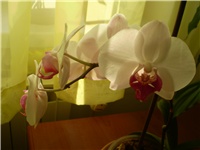 15304d60-Picture 6165.jpg